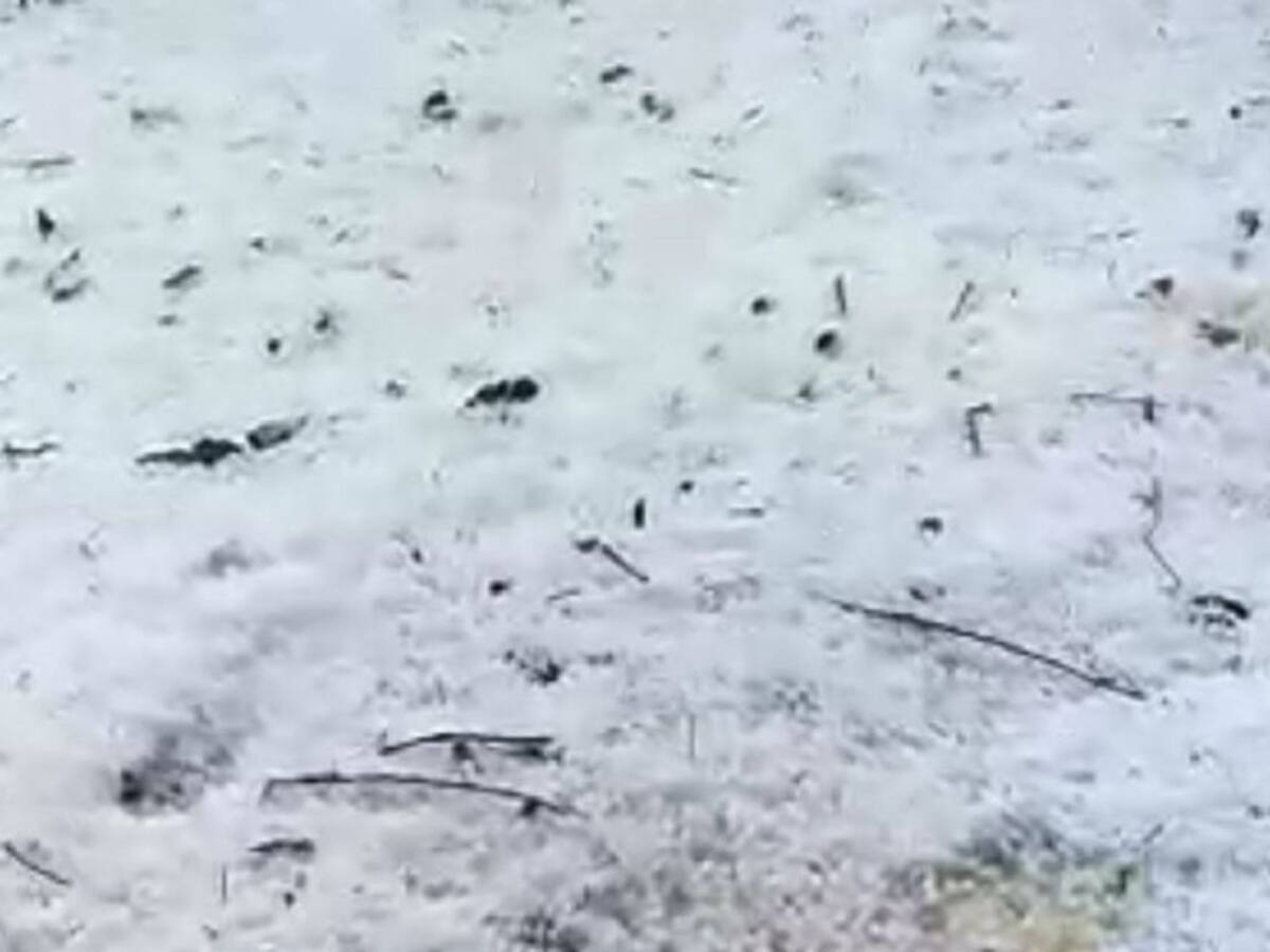 Granizada causó perdida total en cultivos de café