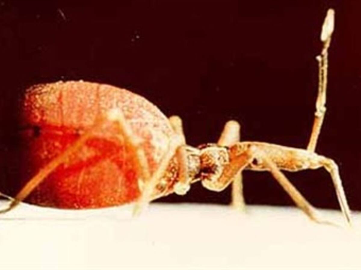 Minprotección confirma brote de Chagas en el departamento de Cesar