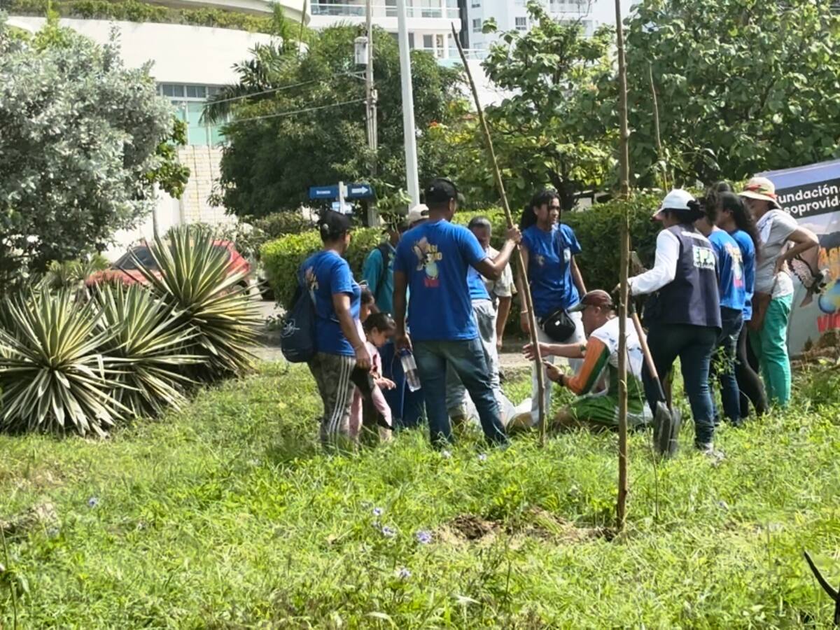 Con 100 árboles, inicia siembra masiva en el barrio Crespo en el norte de Cartagena