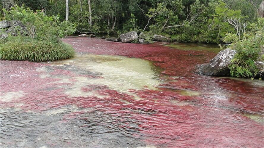 Caño Cristales. Foto: Colprensa