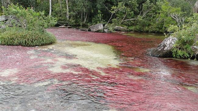 Caño Cristales. Foto: Colprensa