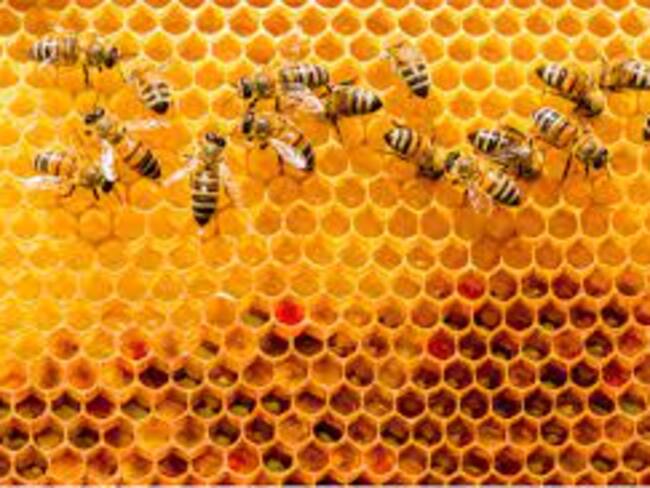 Municipios productores Algeciras, Campoalegre, Rivera, zona rural de Neiva.