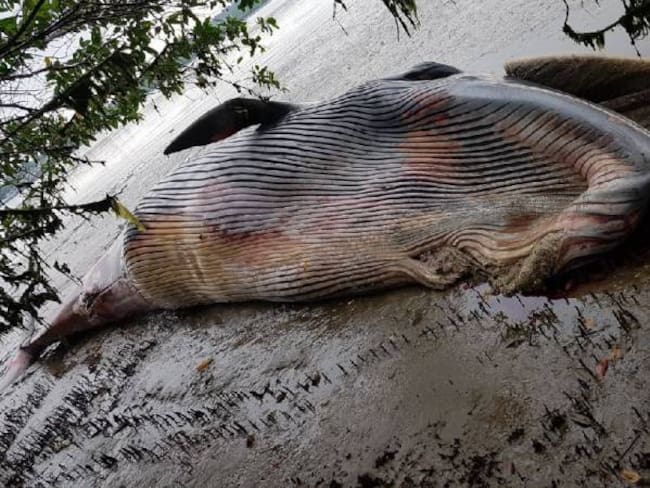Encuentran ballena muerta en el Este de Uruguay