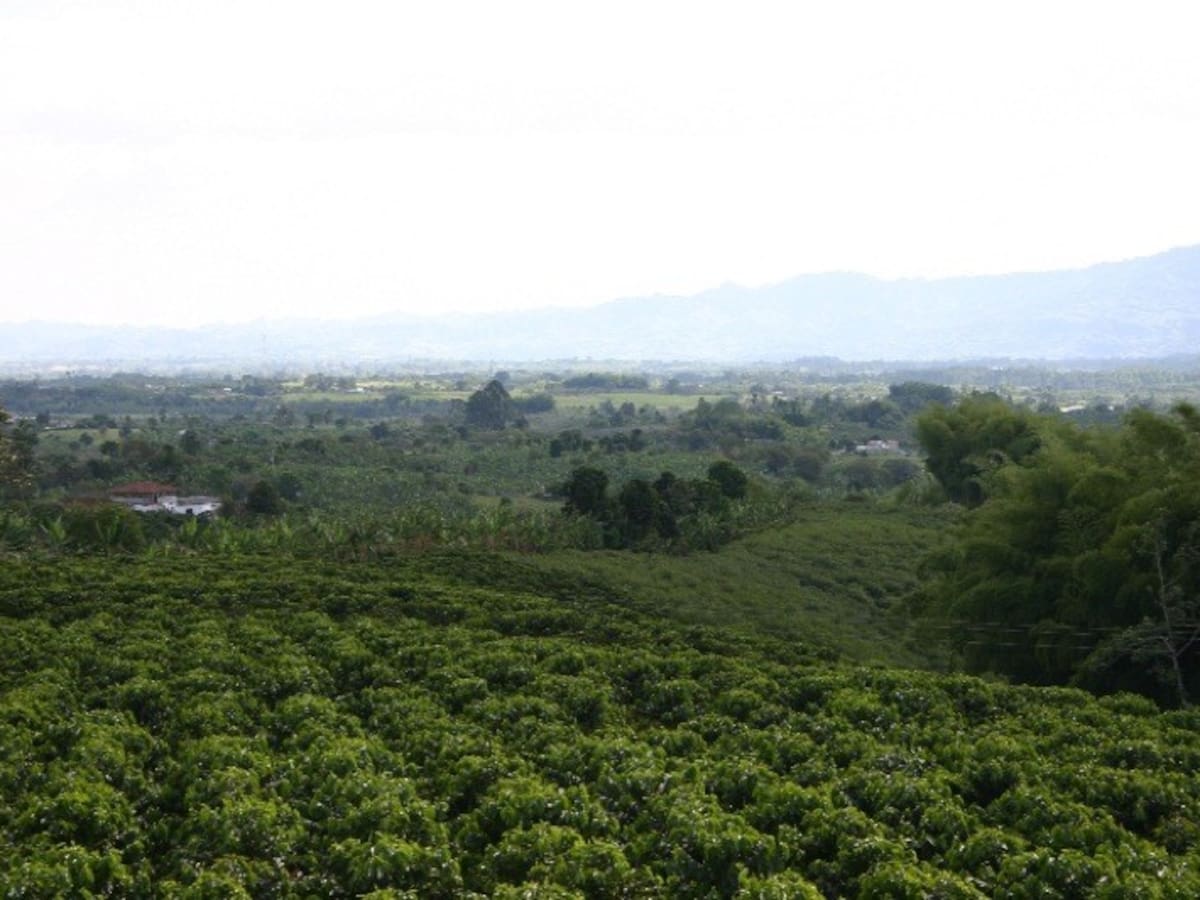 12 años de la declaratoria del Paisaje Cultural Cafetero como patrimonio de la humanidad