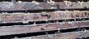 Mortandad de abejas en San Rafael.