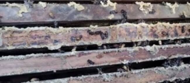 Mortandad de abejas en San Rafael.