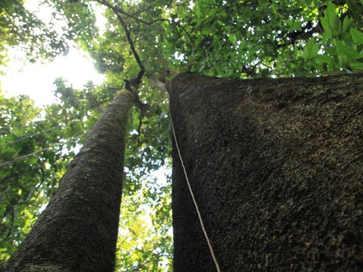 Guácharos - Puracé en el mercado de carbono