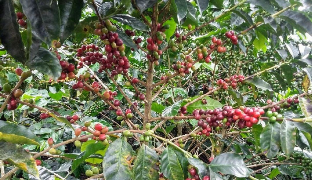 Precauciones de los cafeteros ante el COVID-19