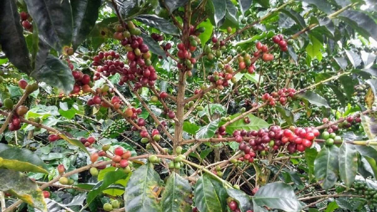 La producción de café en Boyacá ha crecido un 6% a pesar de la pandemias