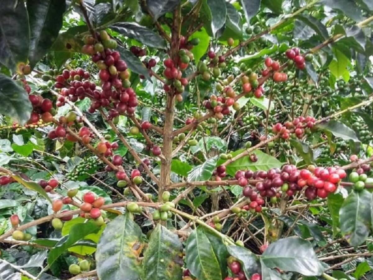 La producción de café en Boyacá ha crecido un 6% a pesar de la pandemias