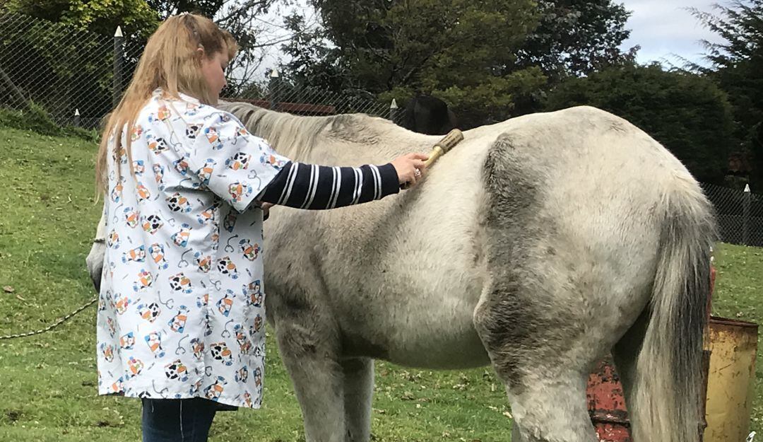 Homeopatía y acupuntura para animales de granja.