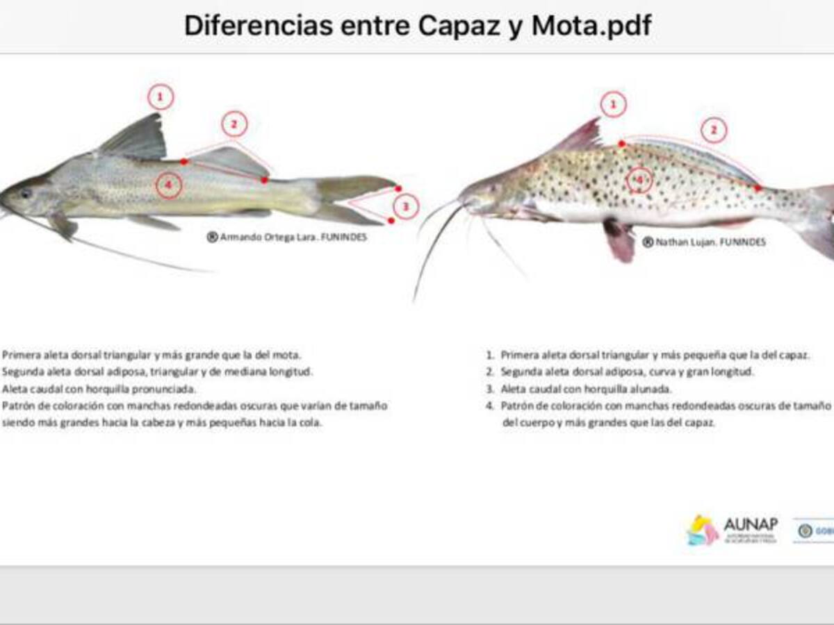Alerta por la venta y consumo de pez mota en Cundinamarca