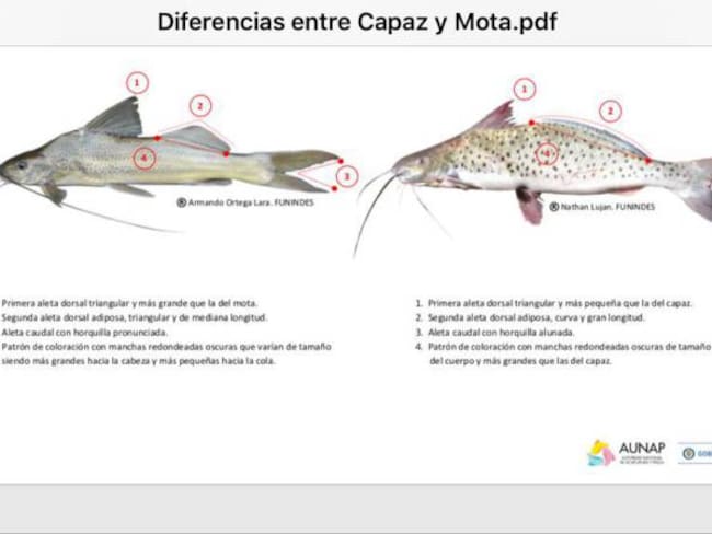 Alerta por la venta y consumo de pez mota en Cundinamarca