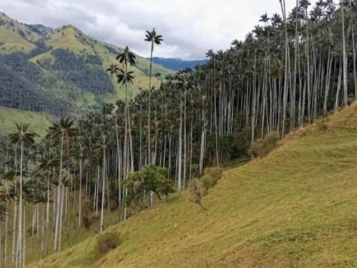 El bosque de palma de cera más grande del planeta queda en departamento que colinda con Cundinamarca