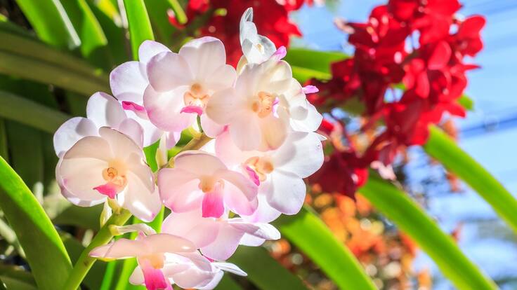 CaliOrquideas 2023, el maravilloso mundo de las orquídeas en un solo lugar