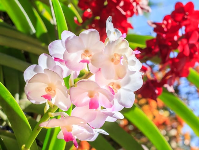 CaliOrquideas 2023, el maravilloso mundo de las orquídeas en un solo lugar