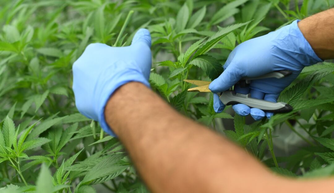 Foto de referencia Cannabis