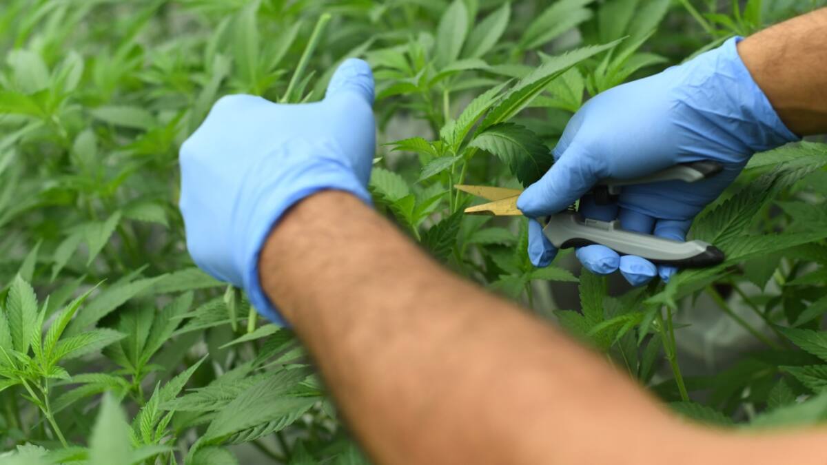 Productores de tomate toman como alternativa cultivar cannabis medicinal