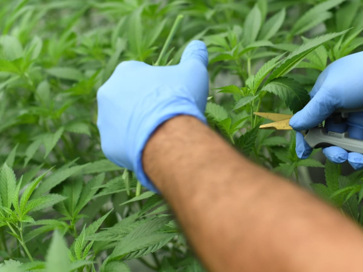 Productores de tomate toman como alternativa cultivar cannabis medicinal