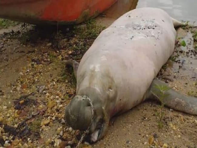 La pesca ilegal mató a un manatí en Santander
