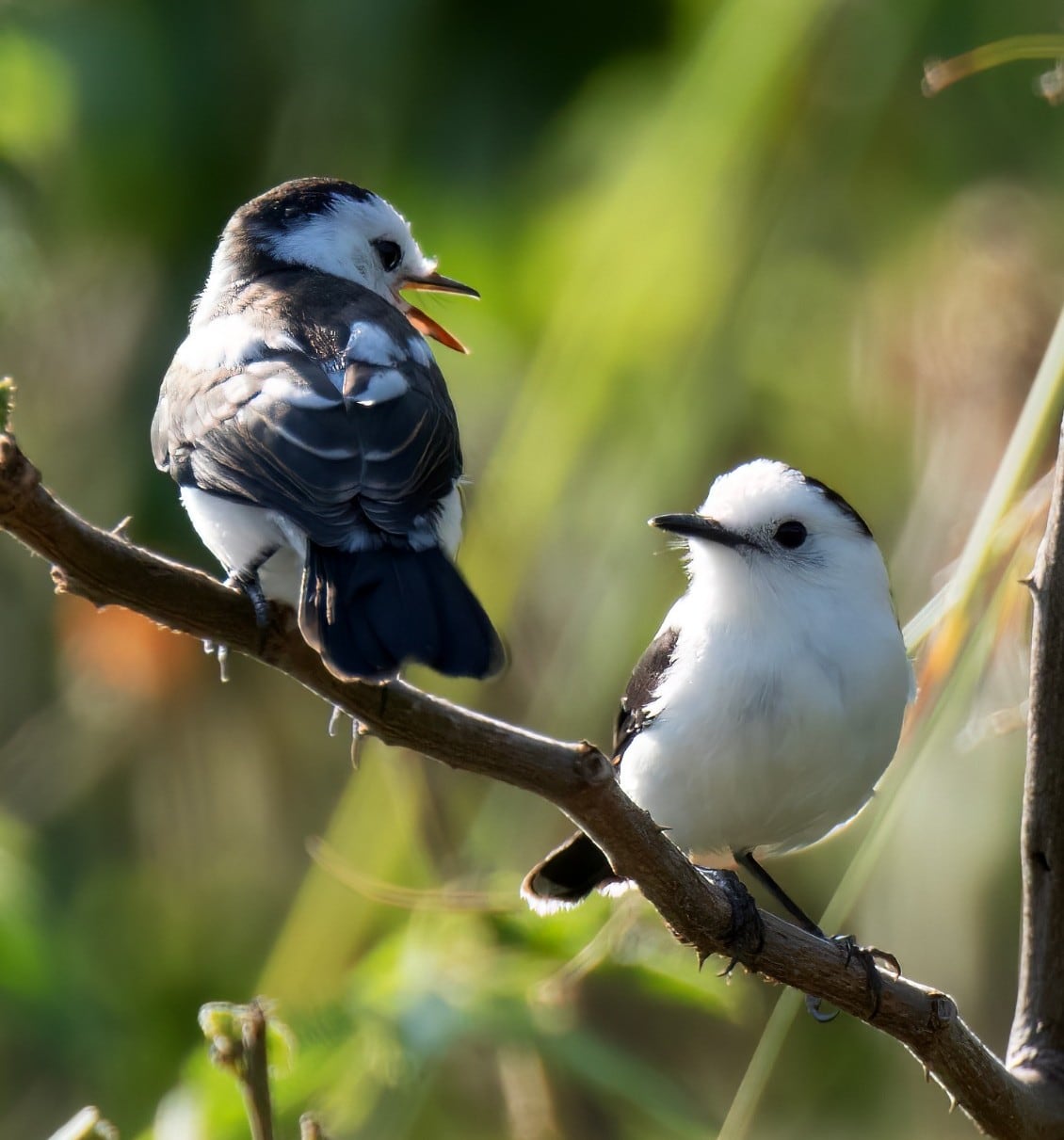 Se registró el canto de más de 40 especies de aves en la plataforma Merlin. Foto Redes Sociales 