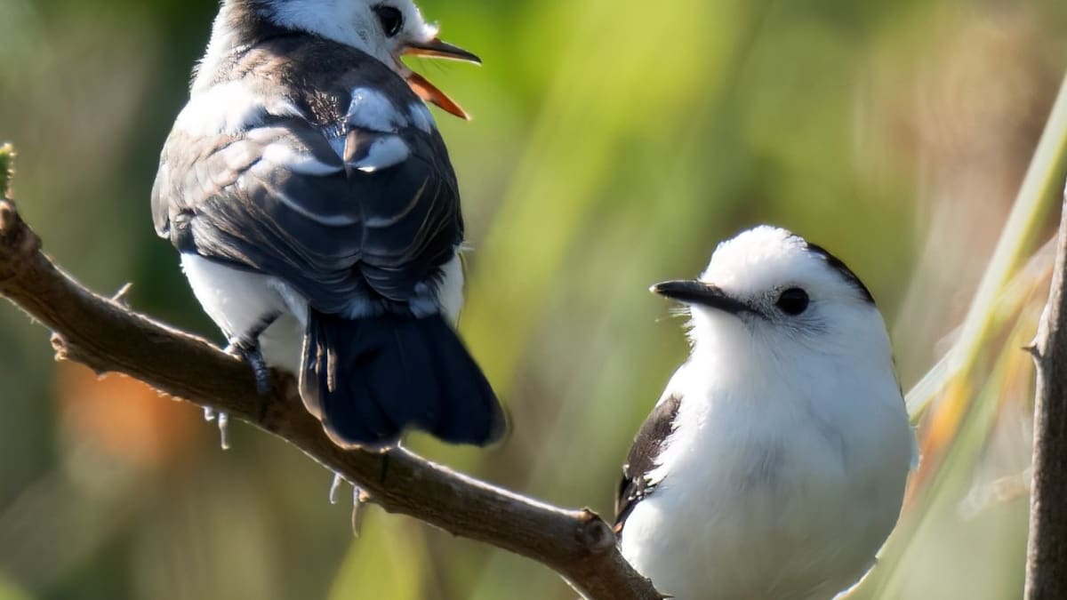 Más de 40 especies de aves fueron registradas en el Global Big Day en Neiva