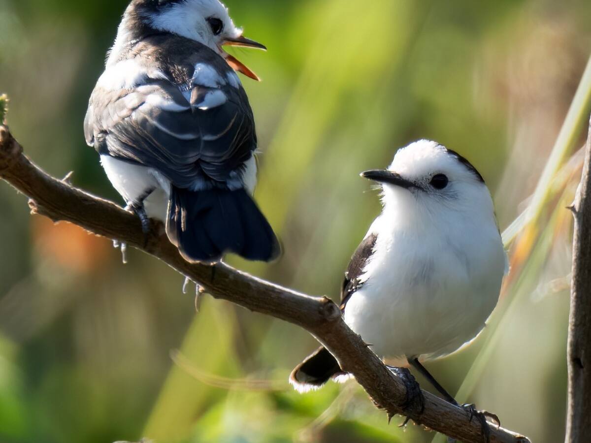 Más de 40 especies de aves fueron registradas en el Global Big Day en Neiva