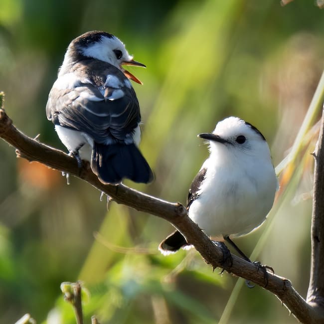 Se registró el canto de más de 40 especies de aves en la plataforma Merlin. Foto Redes Sociales