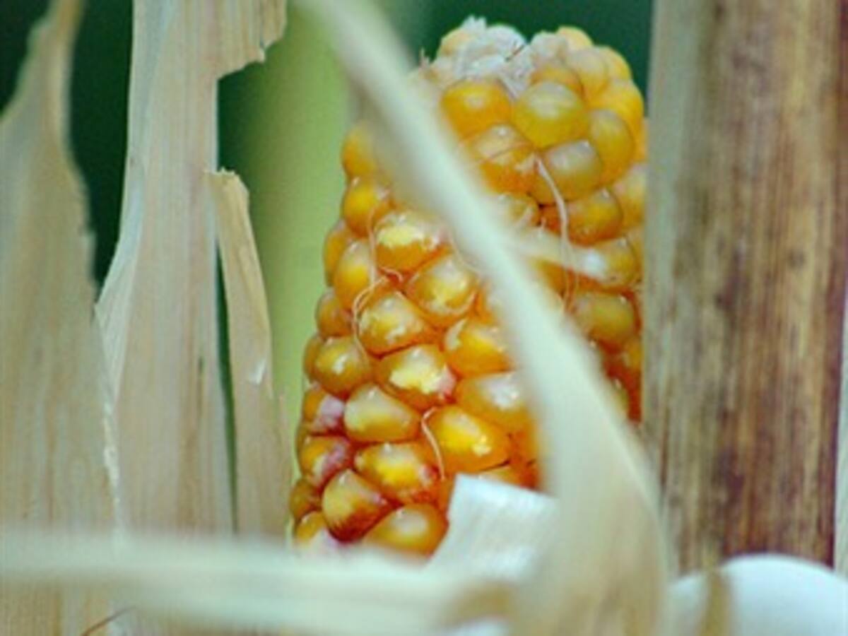 Ramos con cáscaras de mazorca: una opción para preservar el ambiente, la tradición católica y el bolsillo