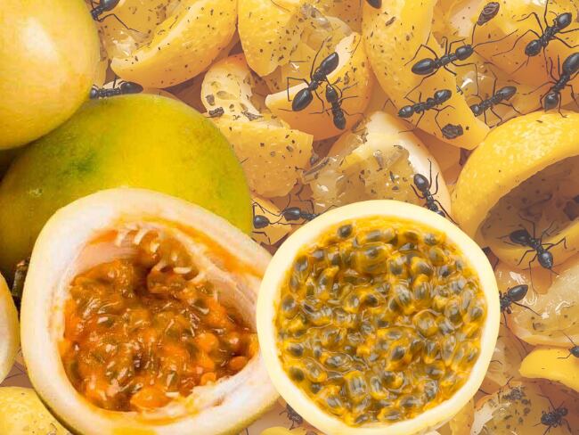 Maracuyá e insectos, imagen generada con IA de Canva.