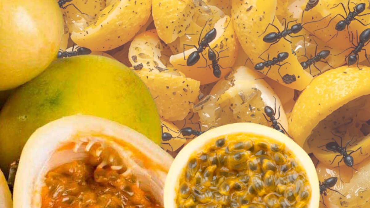 Cómo eliminar mosquitos, hormigas y otros insectos con la cáscara de maracuyá: uso fácil y efectivo