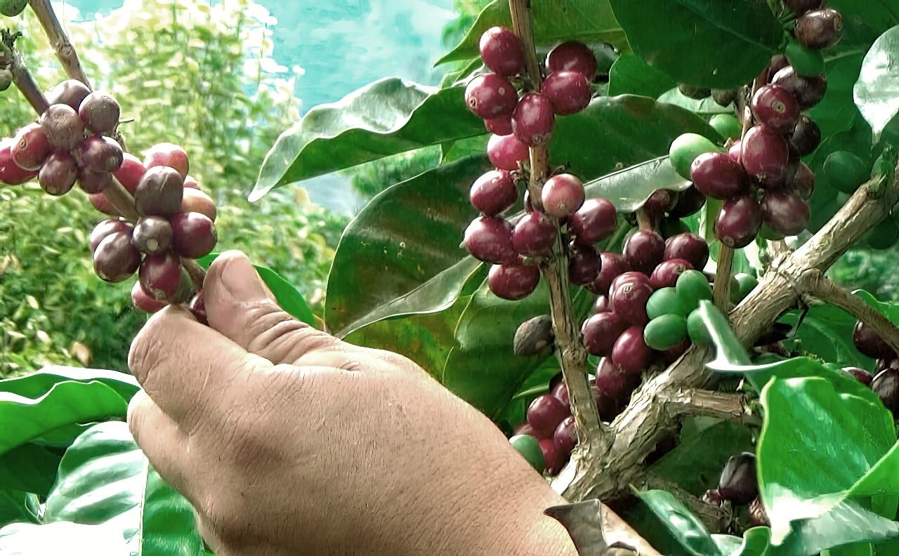 algunos productos son de acción rápida. Foto Gobernación.