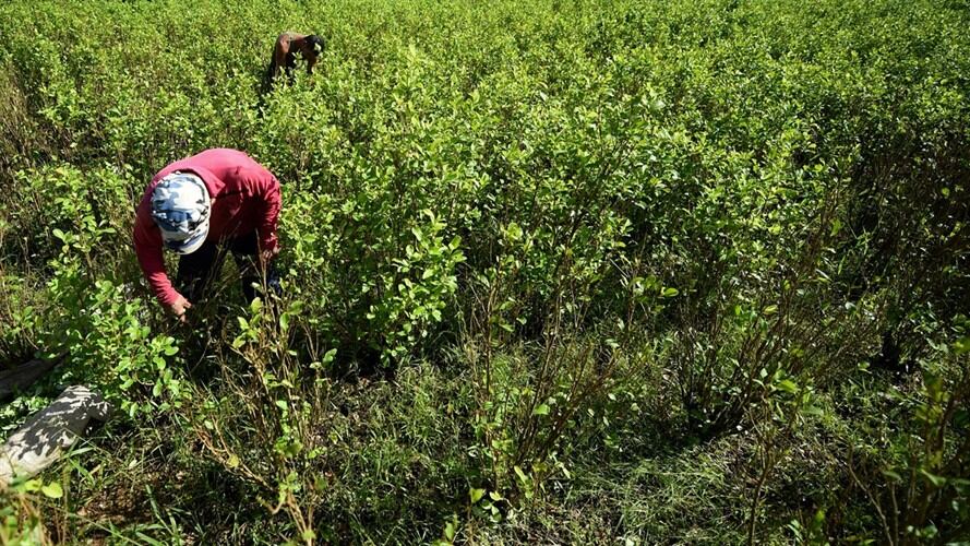Gobierno incumplió reunión con campesinos del Cauca. Foto: Getty Images