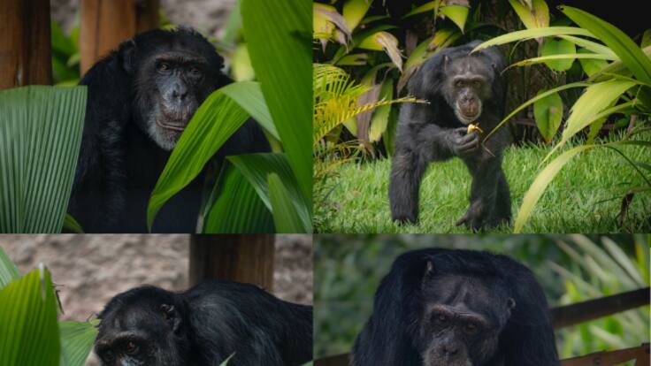 Yoko nos dejó lecciones de conservación y respeto animal