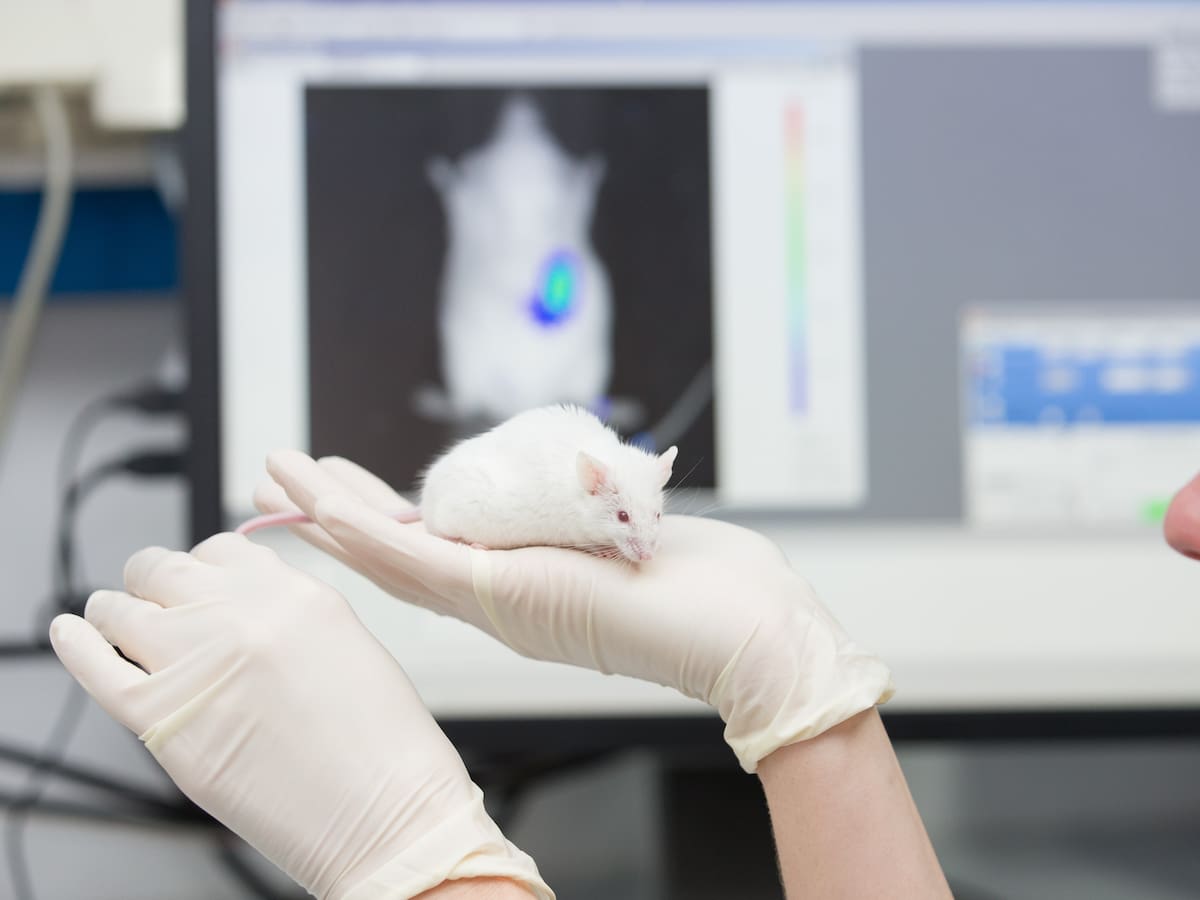 Científicos de Japón diseñan piel artificial que cambia de color si detecta inflamación