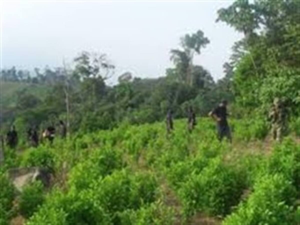 ¿Dónde están los cultivos de coca en Colombia?