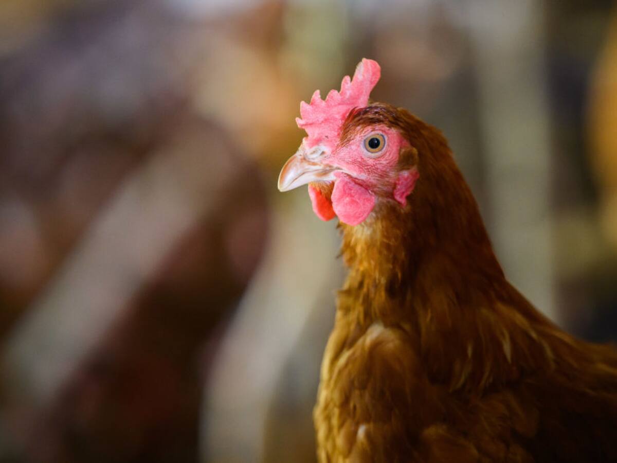 ¿Qué fue primero: el huevo o la gallina? Estudio científico plantea la respuesta