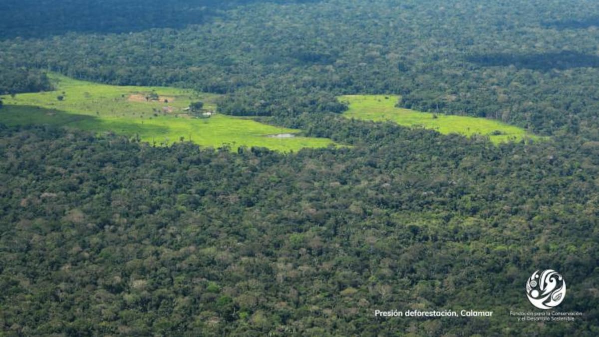 El planeta perdió 177 millones de hectáreas de bosque en 20 años