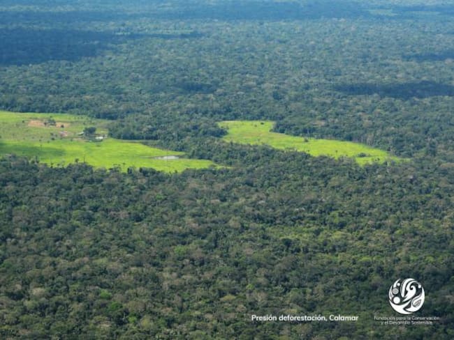 Tala indiscriminada acabó con 225 mil hectáreas de bosque