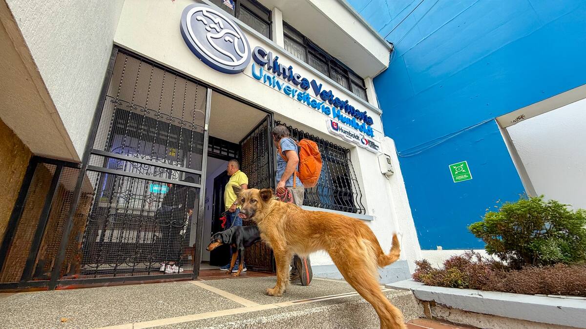Informe convenio mascotas