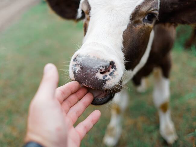 Vaca, imagen de referencia (Getty Images)