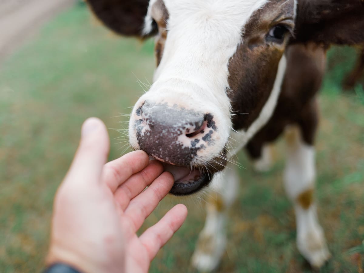 Hombres que persiguieron y mataron a una vaca con una escopeta fueron absueltos