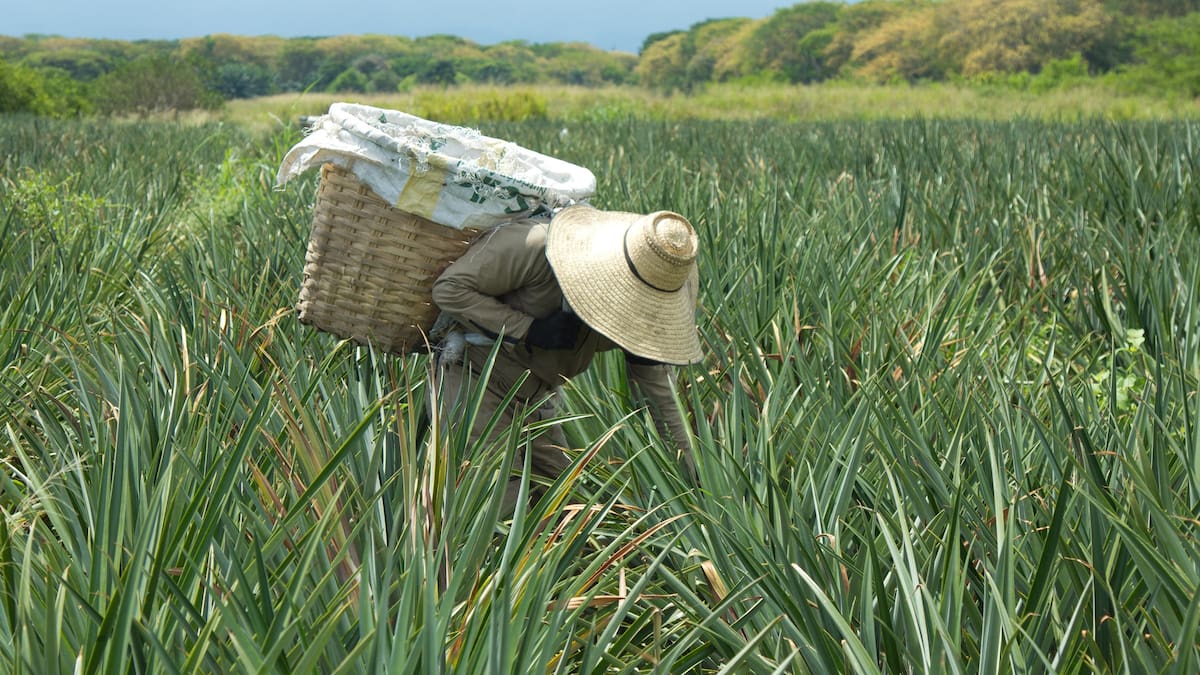 El ICA confirmó que Colombia exportará piña a Brasil