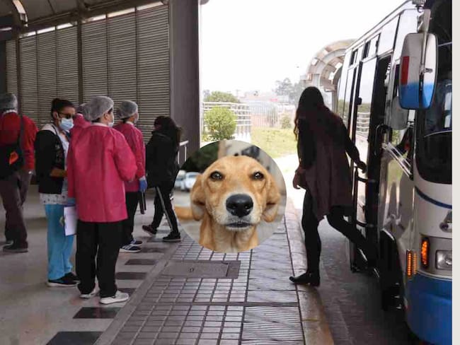 Constante preocupación por abandono animal en el Terminal de Transportes