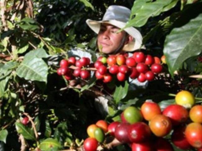 Cafeteros esperan recoger más de 5 millones de arrobas en esta cosecha