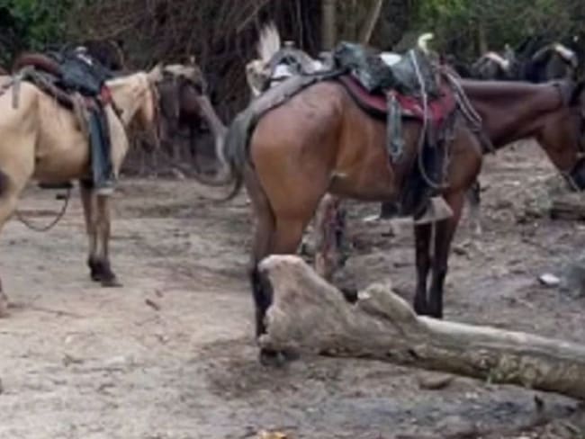 Arrieros del Tayrona se rehúsan a dejar los paseos en caballos