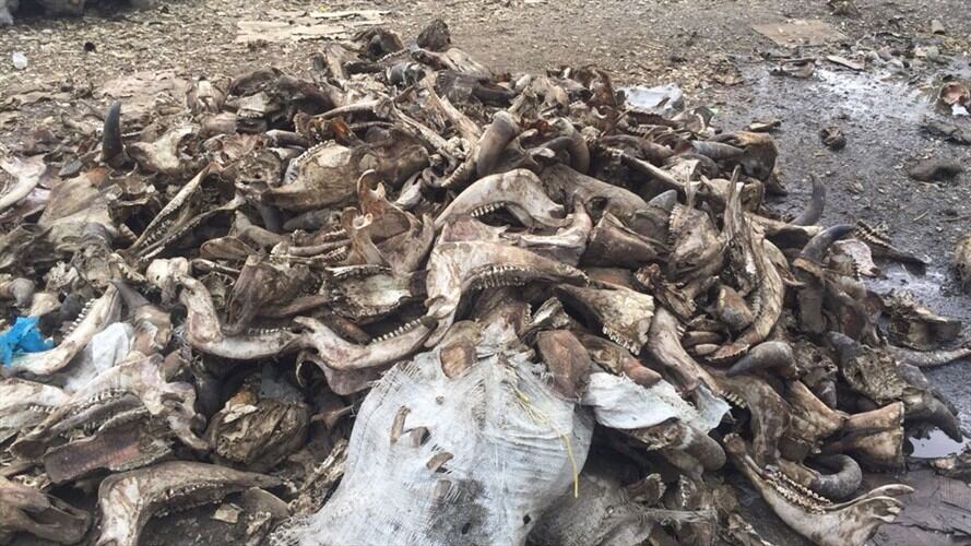 Se halló ganado que, al parecer, iba a ser destinado al sacrificio para su posterior venta de manera irregular. Foto: Policía Metropolitana de Santa Marta