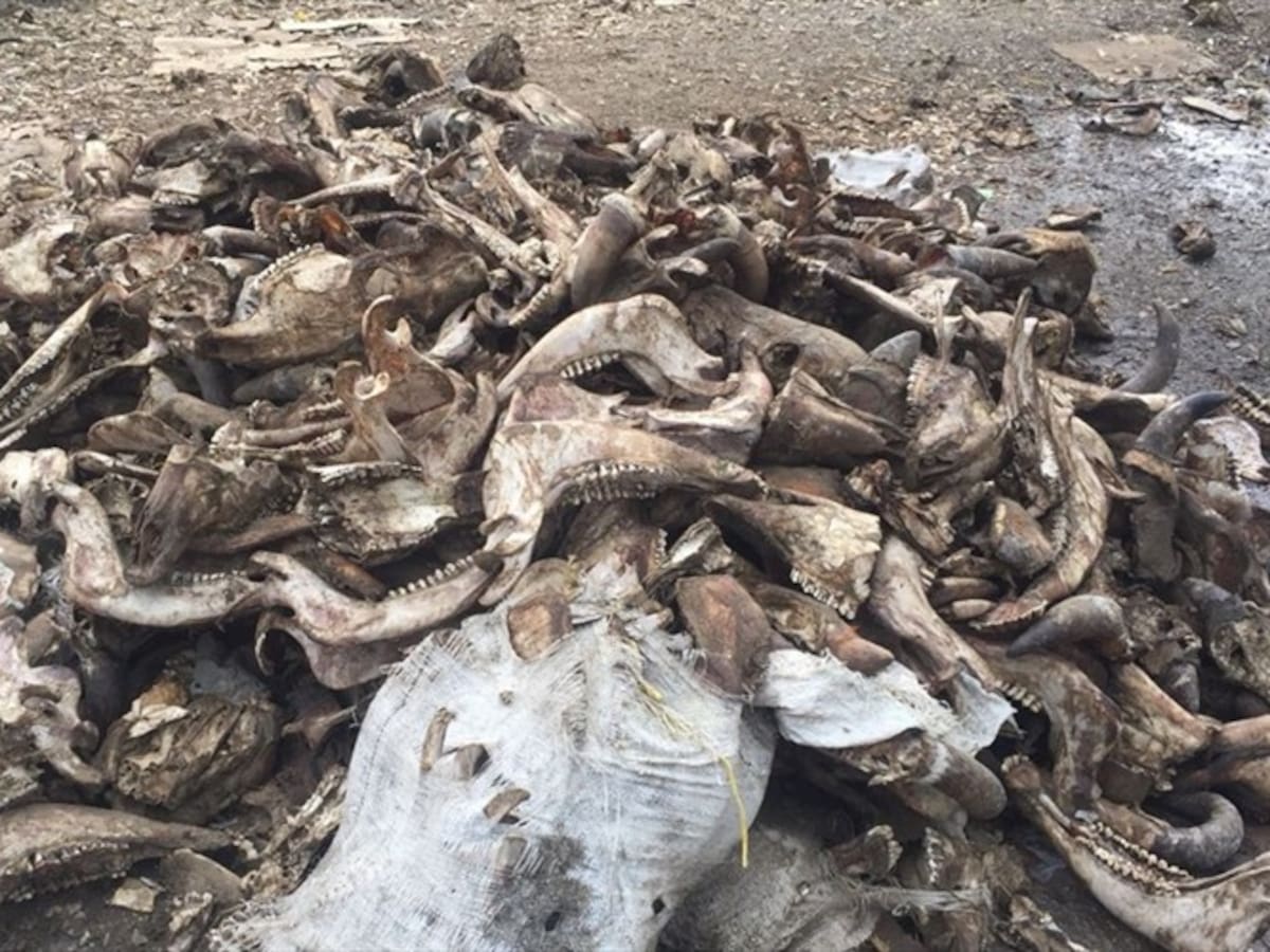 Incautan más de dos toneladas de carne de contrabando en Ciénaga, Magdalena