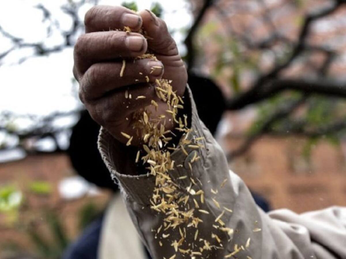 Continúa la crisis en el sector arrocero, pese a decisiones de MinAgricultura