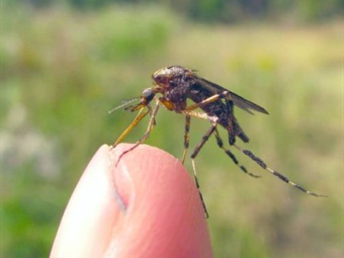 Una invasión de mosquitos gigantes amenaza este verano a Florida